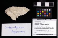 Foto (Objekt + Etikett) von Paguroidea indet.  (NHMW-GEO-2017-0089-0055)